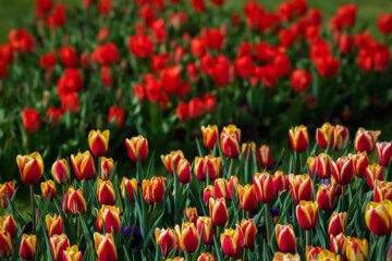 Festival des tulipes à Arak