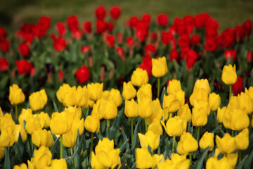 Festival des tulipes à Arak