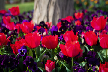 Festival des tulipes à Arak