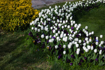 Festival des tulipes à Arak