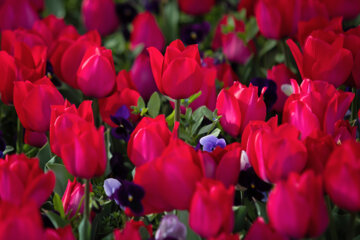 Festival des tulipes à Arak