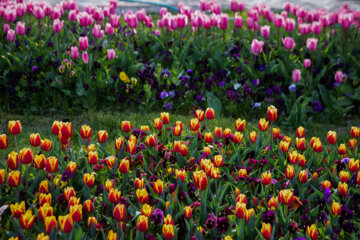 Festival des tulipes à Arak