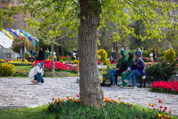 Festival des tulipes à Arak