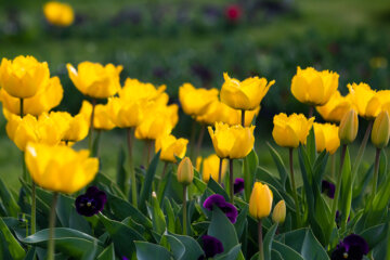 Festival des tulipes à Arak