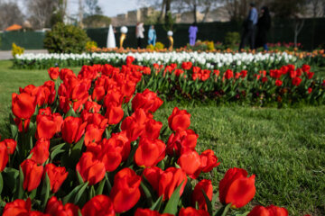 Festival de tulipanes en Arak