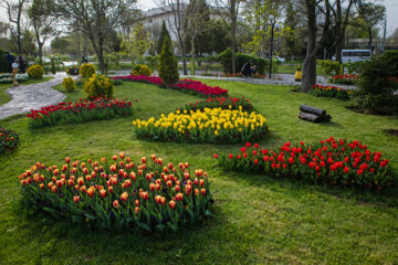 Festival des tulipes à Arak