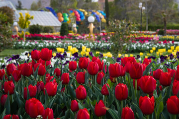 Festival des tulipes à Arak