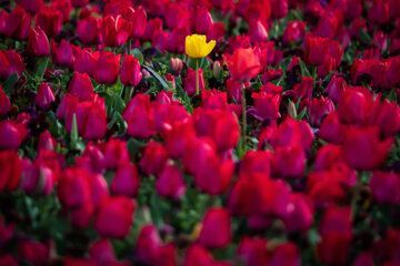 Festival des tulipes à Arak