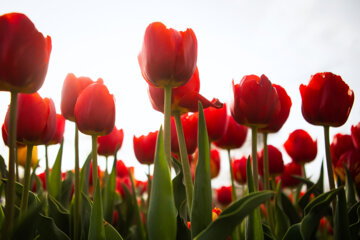 Festival des tulipes à Arak