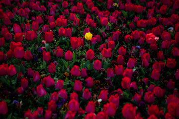 Festival des tulipes à Arak