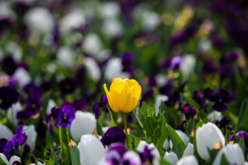 Festival des tulipes à Arak