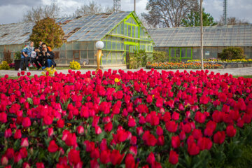 Festival des tulipes à Arak