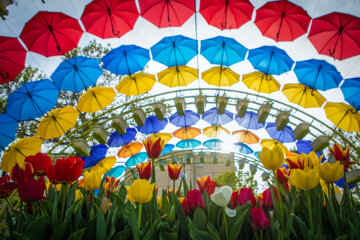 Festival des tulipes à Arak