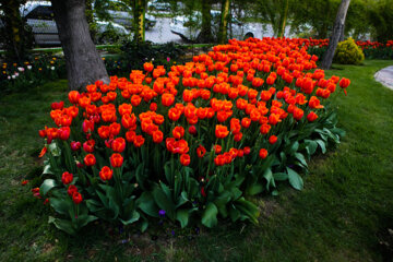 Festival des tulipes à Arak