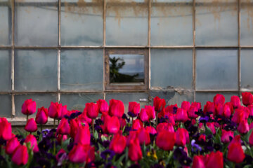 Festival des tulipes à Arak