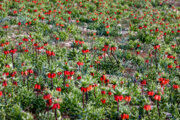 Die Ebene von Fritilaria in Kouhrang