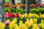 Coloridos tulipanes en el Jardín Iraní