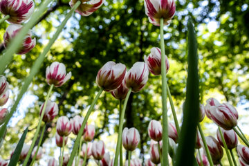 Coloridos tulipanes en el jardín iraní