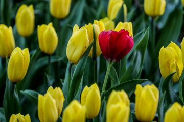 Coloridos tulipanes en el jardín iraní