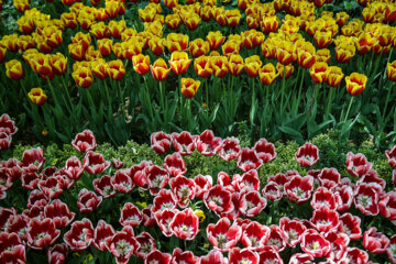 Coloridos tulipanes en el jardín iraní