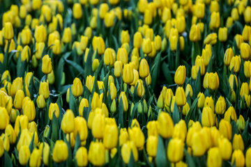 Coloridos tulipanes en el jardín iraní