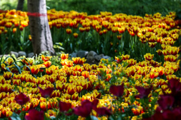 Coloridos tulipanes en el jardín iraní