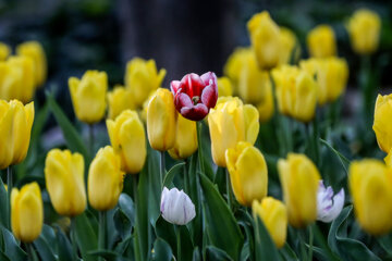 Coloridos tulipanes en el jardín iraní