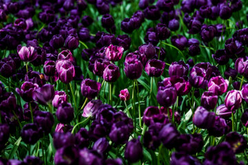 Coloridos tulipanes en el jardín iraní