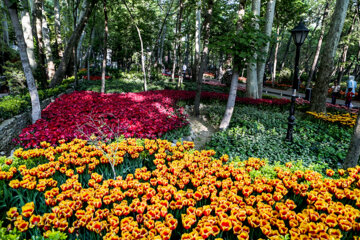 Coloridos tulipanes en el jardín iraní