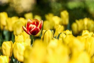 Coloridos tulipanes en el jardín iraní