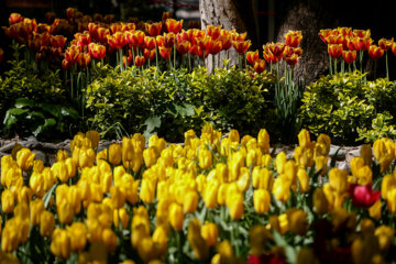 Coloridos tulipanes en el jardín iraní