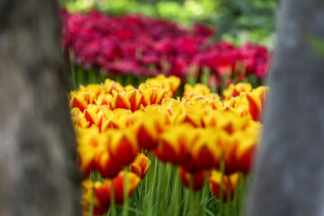 Coloridos tulipanes en el jardín iraní