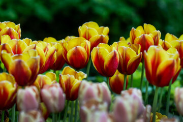 Coloridos tulipanes en el jardín iraní