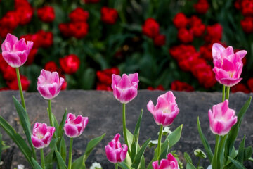 Coloridos tulipanes en el jardín iraní