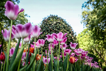 Coloridos tulipanes en el jardín iraní