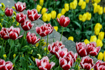 Coloridos tulipanes en el jardín iraní