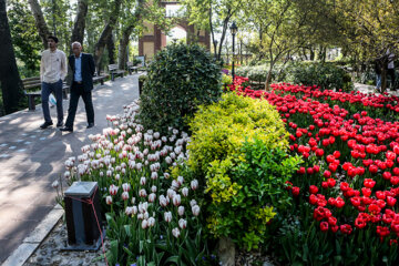 Coloridos tulipanes en el jardín iraní