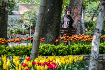 Coloridos tulipanes en el jardín iraní