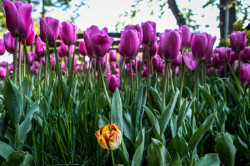 Coloridos tulipanes en el jardín iraní