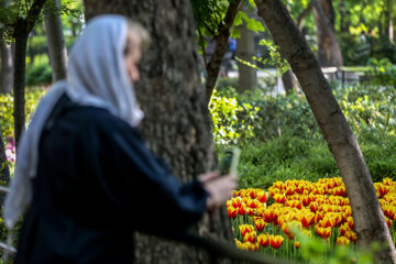 Coloridos tulipanes en el jardín iraní