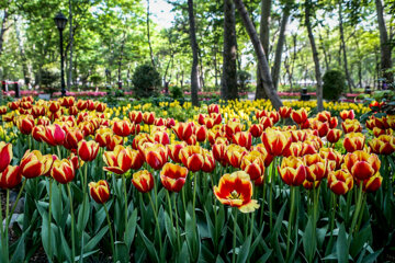 Coloridos tulipanes en el jardín iraní