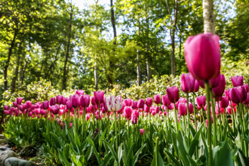 Coloridos tulipanes en el jardín iraní