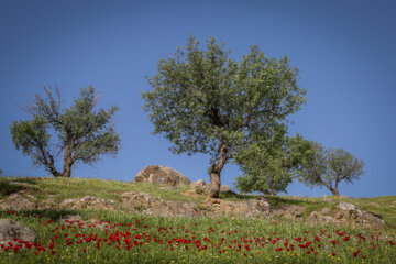 دهکده توریستی زراس