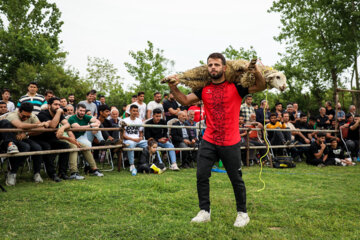 مسابقات کشتی لوچو جام عید سعید فطر در مازندران