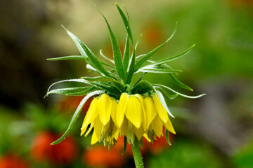 Plaine de tulipes renversées dans la province d'Ilam