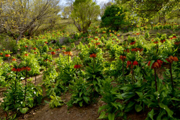 Plaine de tulipes renversées dans la province d'Ilam