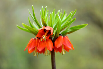 Plaine de tulipes renversées dans la province d'Ilam