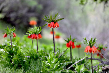 Plaine de tulipes renversées dans la province d'Ilam