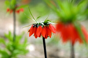 Plaine de tulipes renversées dans la province d'Ilam