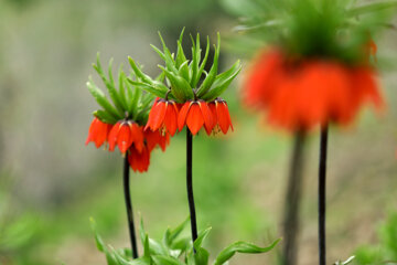 Plaine de tulipes renversées dans la province d'Ilam